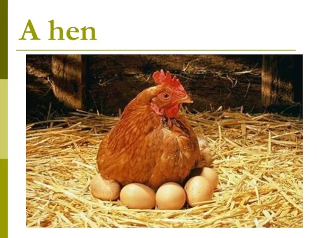 A hen