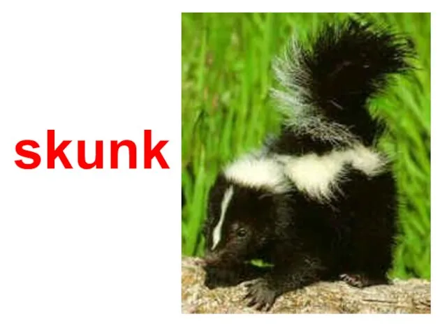 skunk