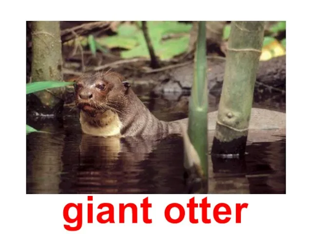 giant otter