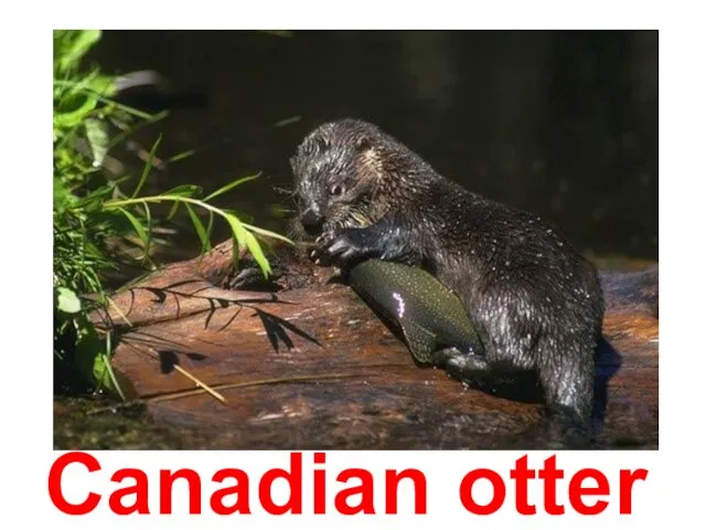 Canadian otter