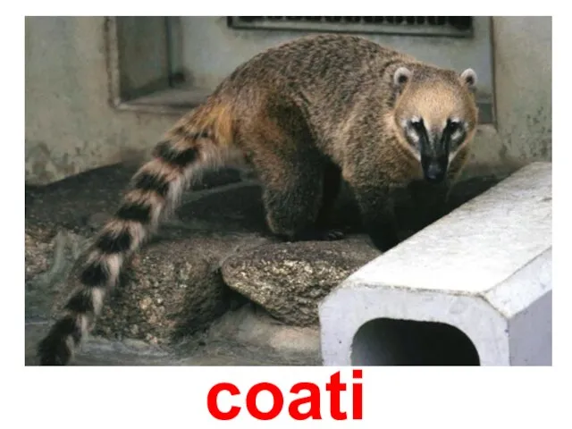 coati