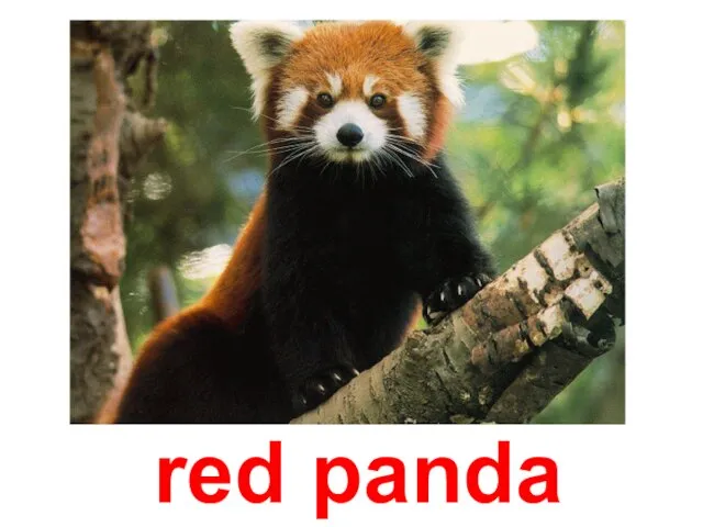 red panda