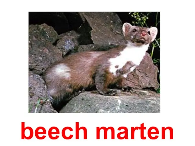 beech marten