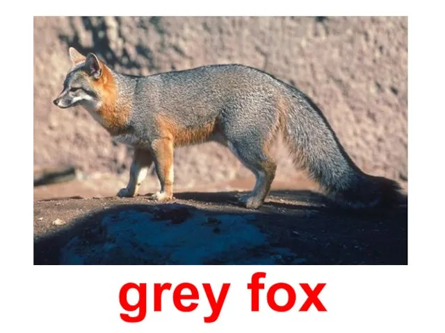 grey fox