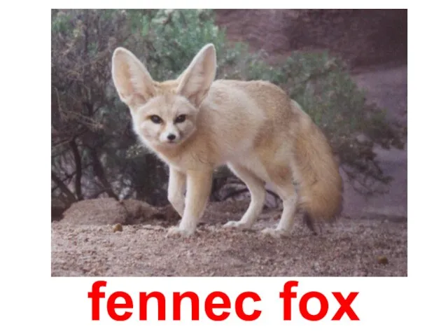 fennec fox