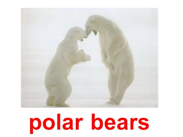 polar bears