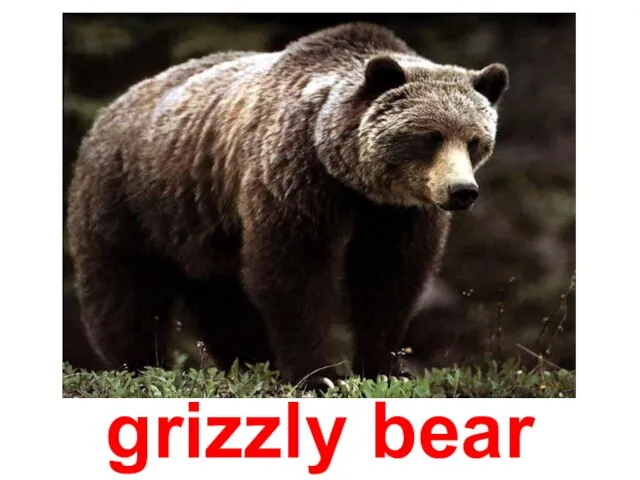 grizzly bear