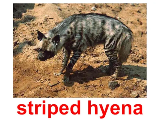 striped hyena