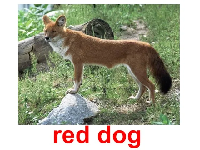 red dog