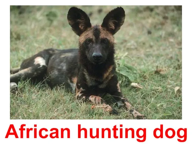 African hunting dog