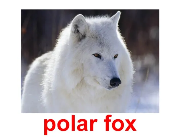 polar fox