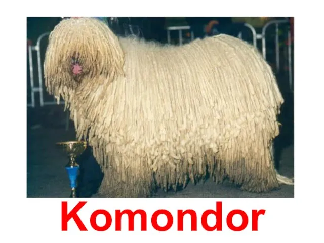 Komondor
