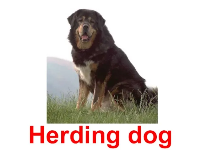 Herding dog