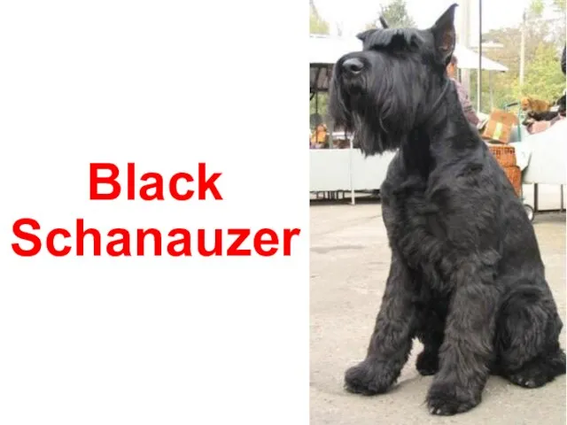 Black Schanauzer