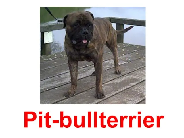 Pit-bullterrier