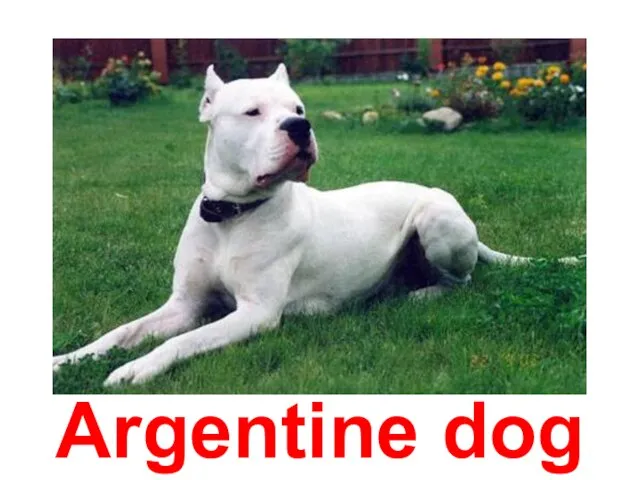 Argentine dog