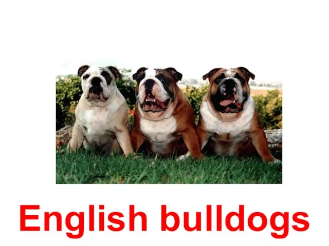 English bulldogs