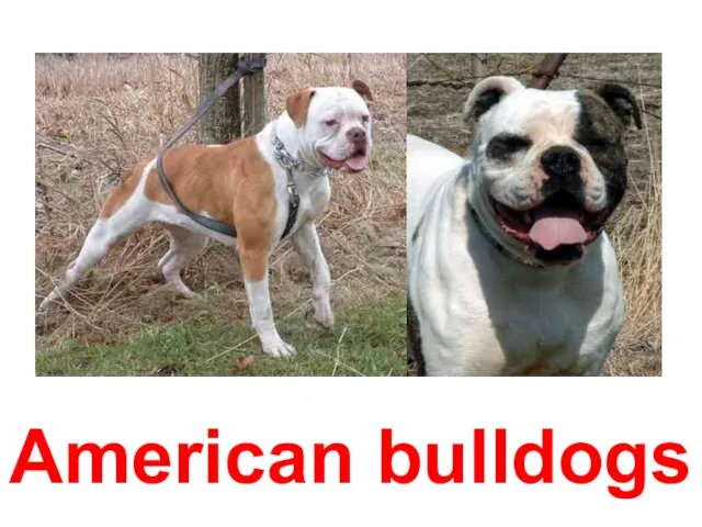 American bulldogs