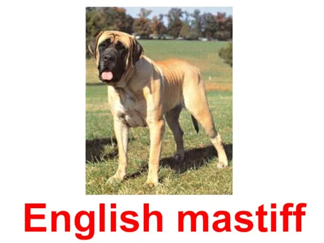 English mastiff