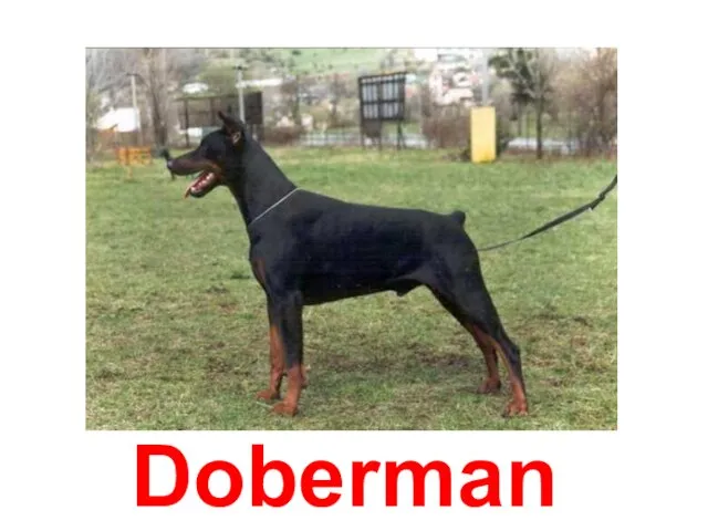 Doberman