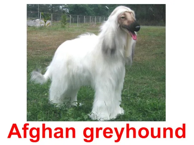 Afghan greyhound