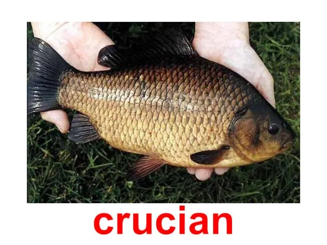 crucian