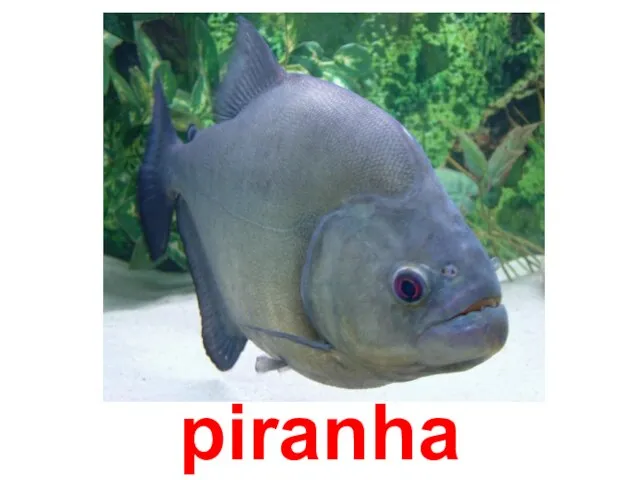 piranha