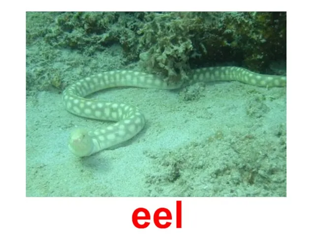 eel