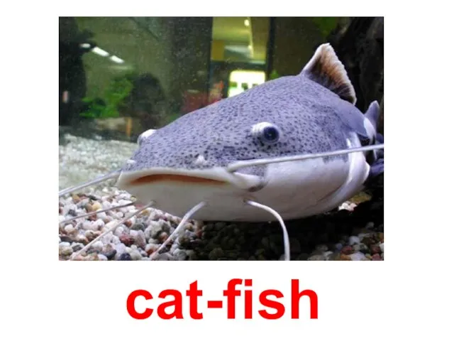 cat-fish