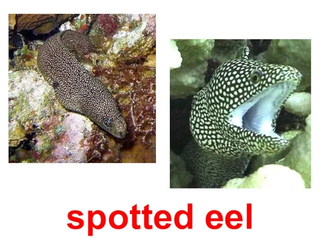 spotted eel