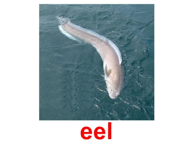 eel
