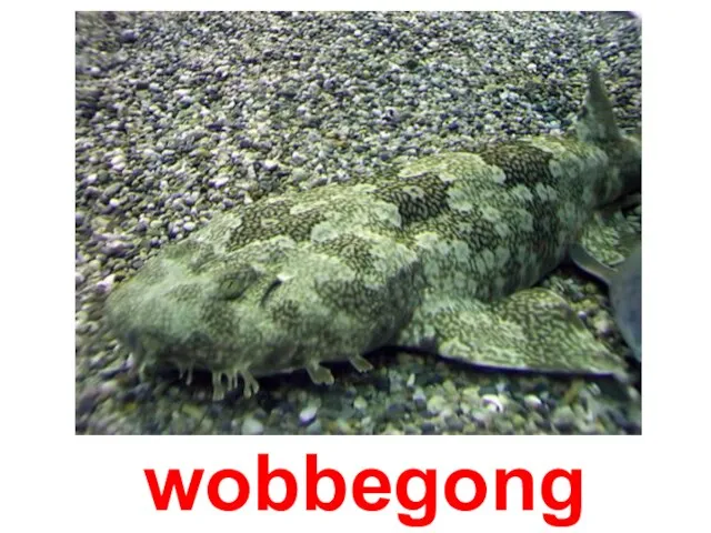 wobbegong