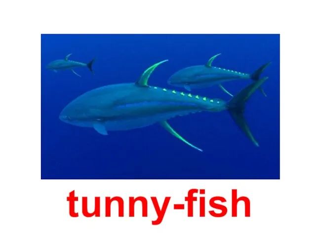 tunny-fish