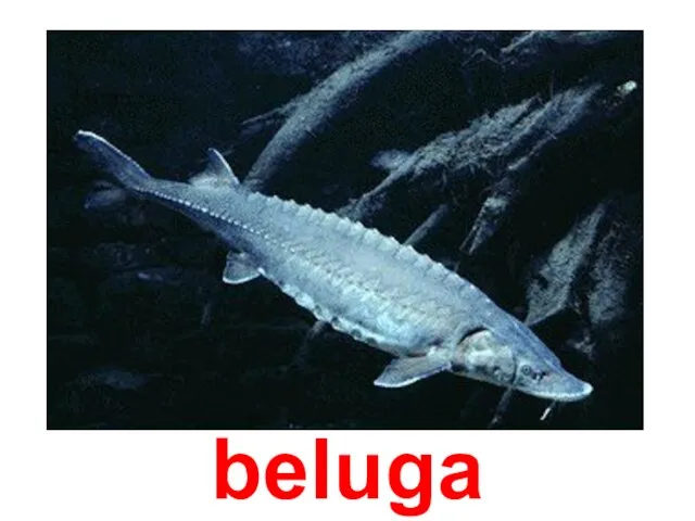 beluga