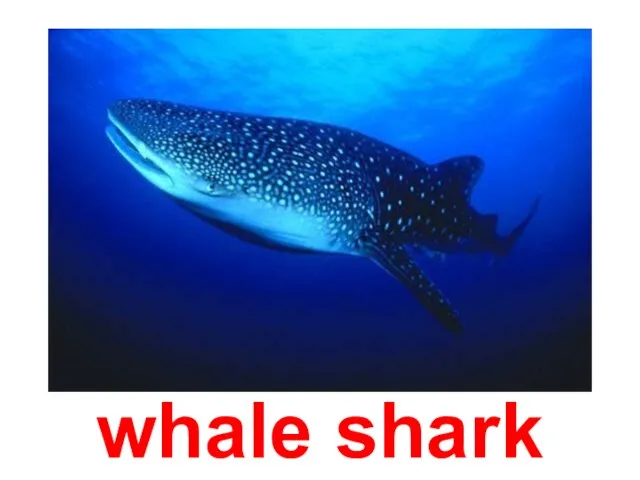 whale shark