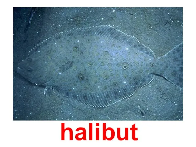 halibut