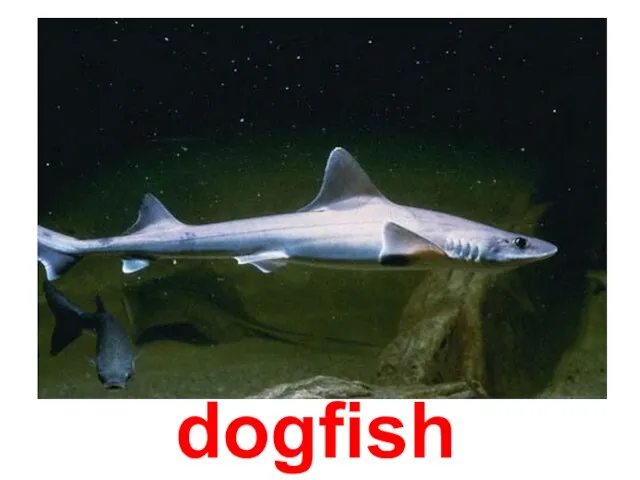 dogfish