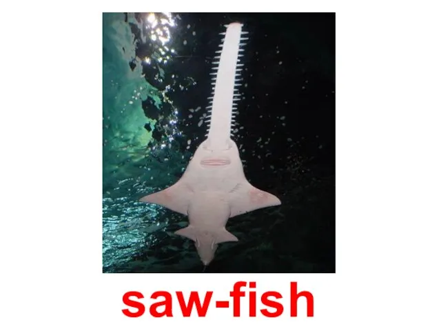 saw-fish