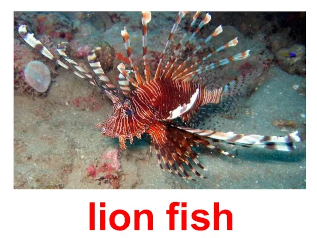 lion fish