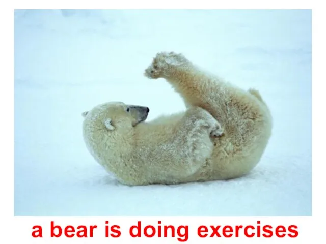 a bear is doing exercises