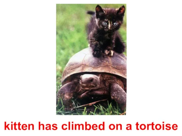 kitten has climbed on a tortoise
