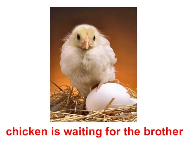 chicken is waiting for the brother