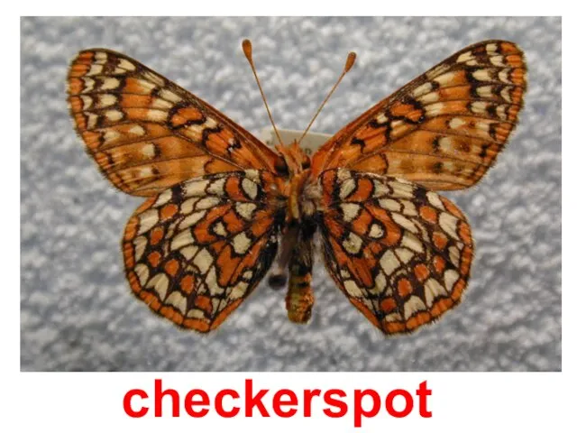 checkerspot