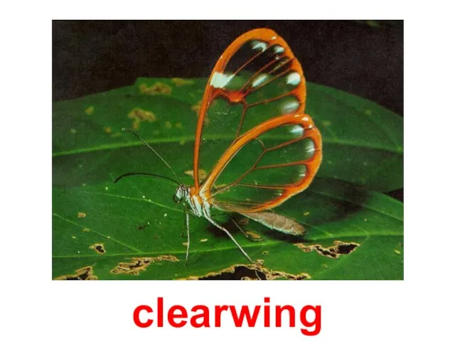 clearwing