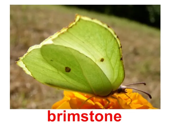 brimstone