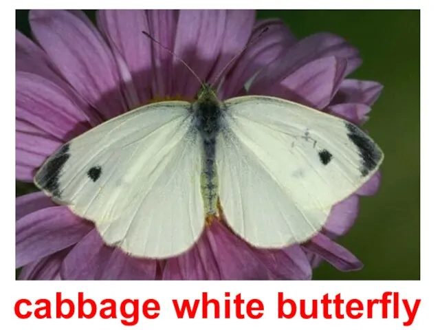 cabbage white butterfly