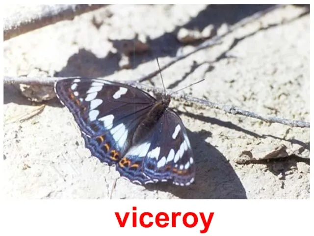 viceroy