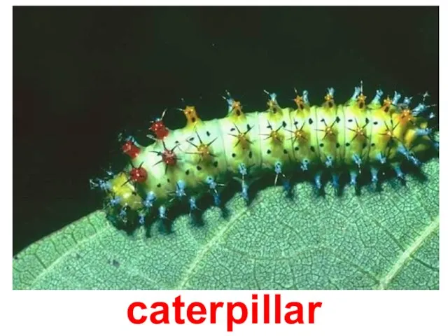 caterpillar