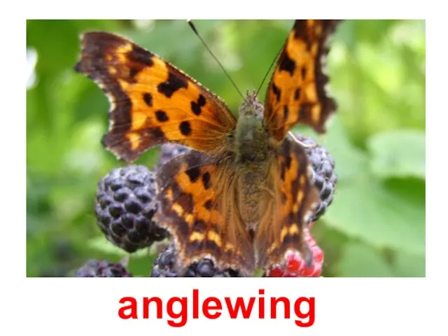 anglewing