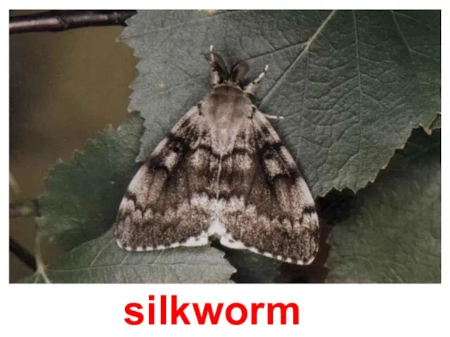 silkworm